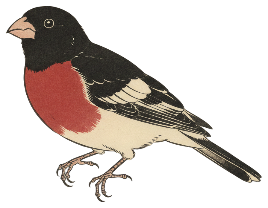 Rose-breasted Grosbeak