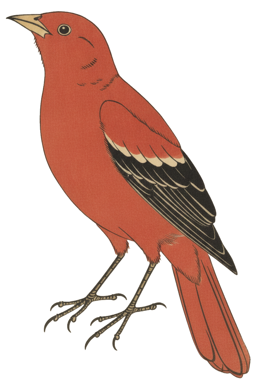 Scarlet Tanager