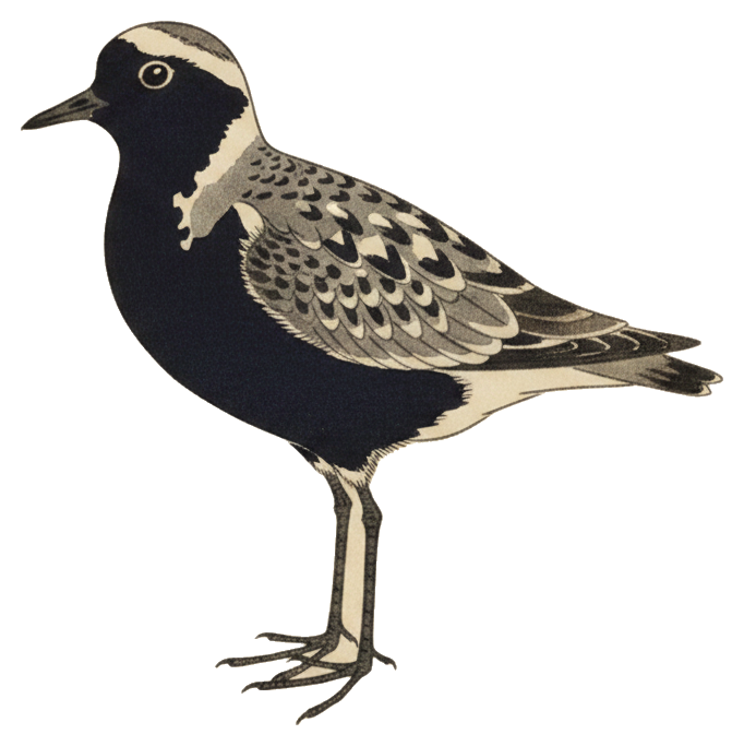 Black-bellied Plover