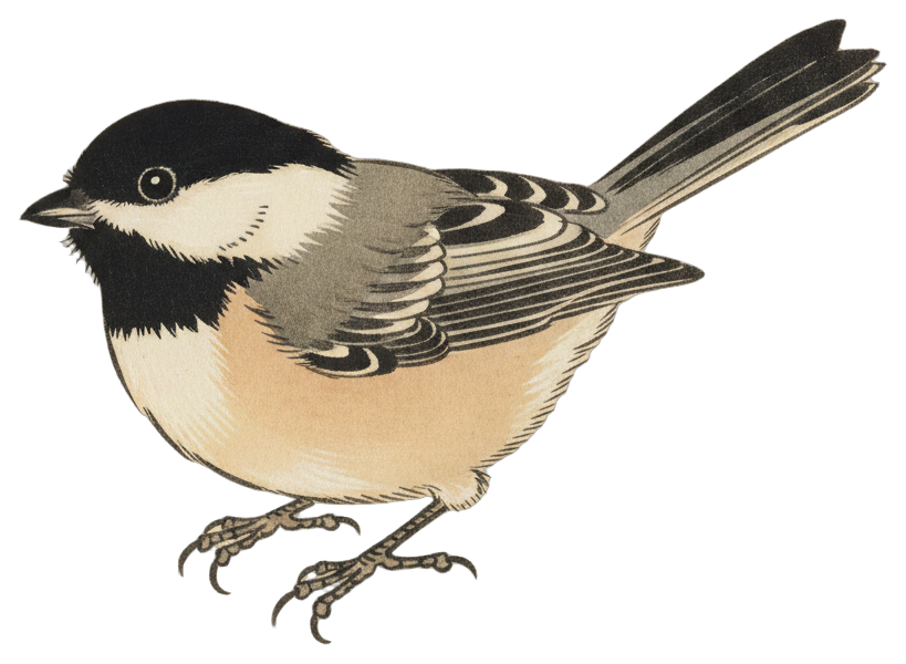 Black-capped Chickadee