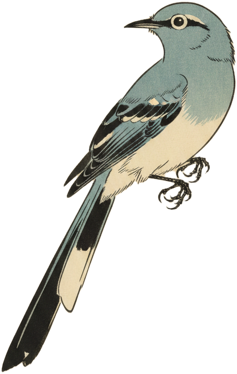Blue-gray Gnatcatcher
