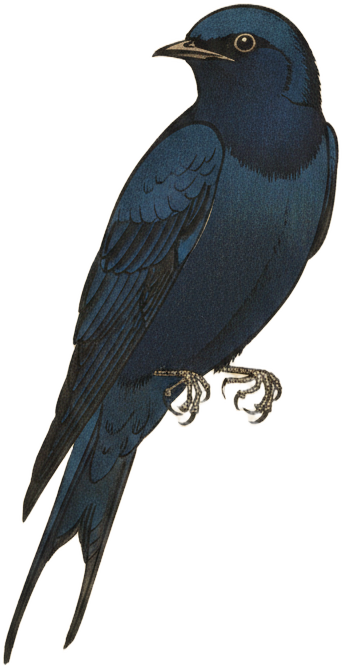 Purple Martin