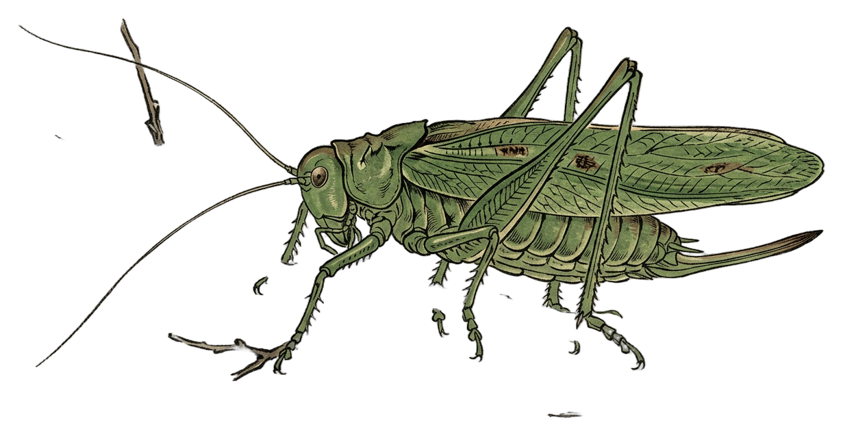 Common True Katydid