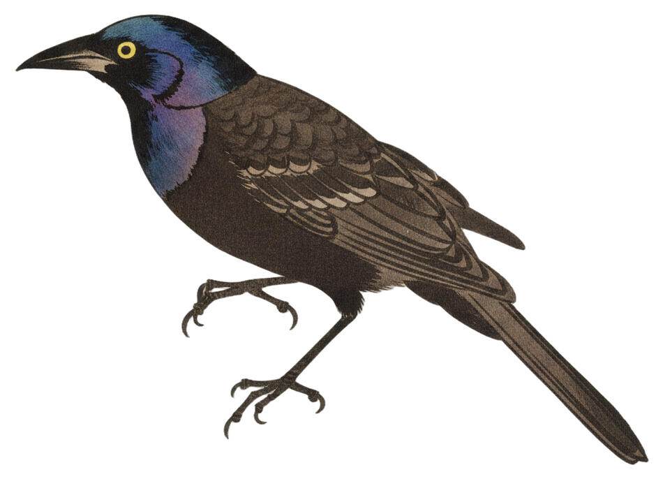 Common Grackle
