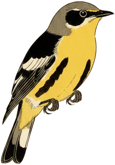 Magnolia Warbler