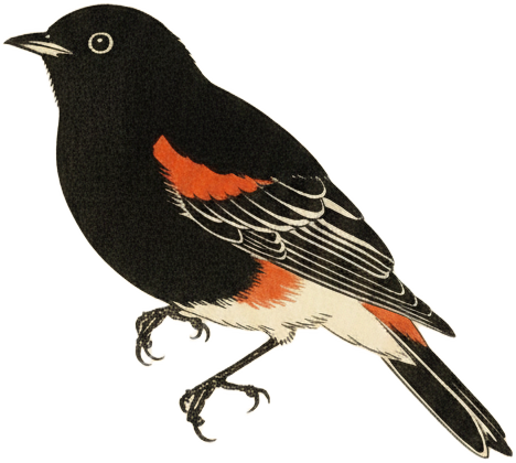 American Redstart