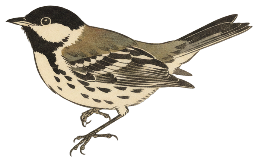 Blackpoll Warbler