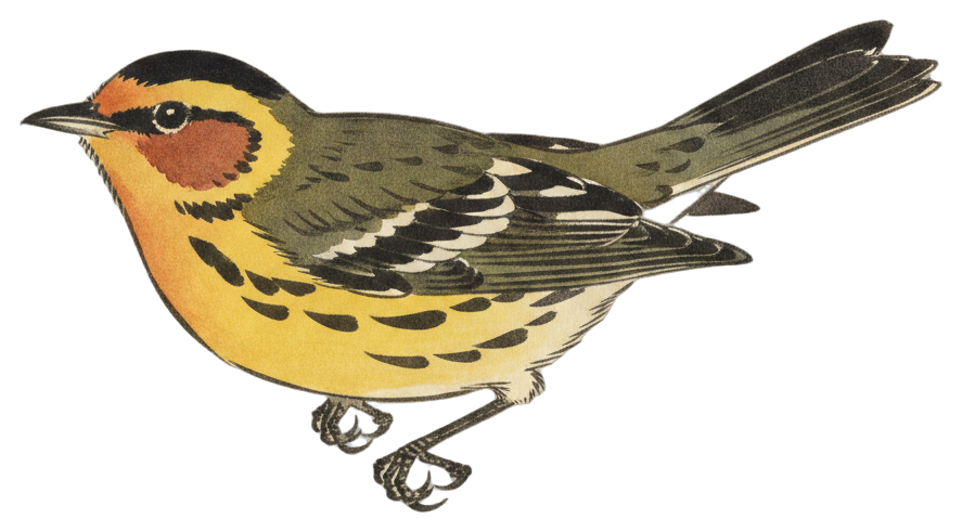 Cape May Warbler