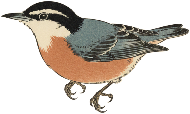 Red-breasted Nuthatch