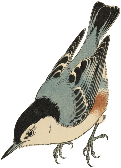 White-breasted Nuthatch