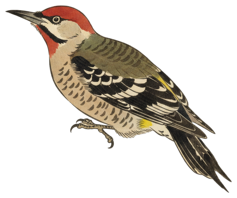 Yellow-bellied Sapsucker