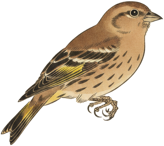 Pine Siskin