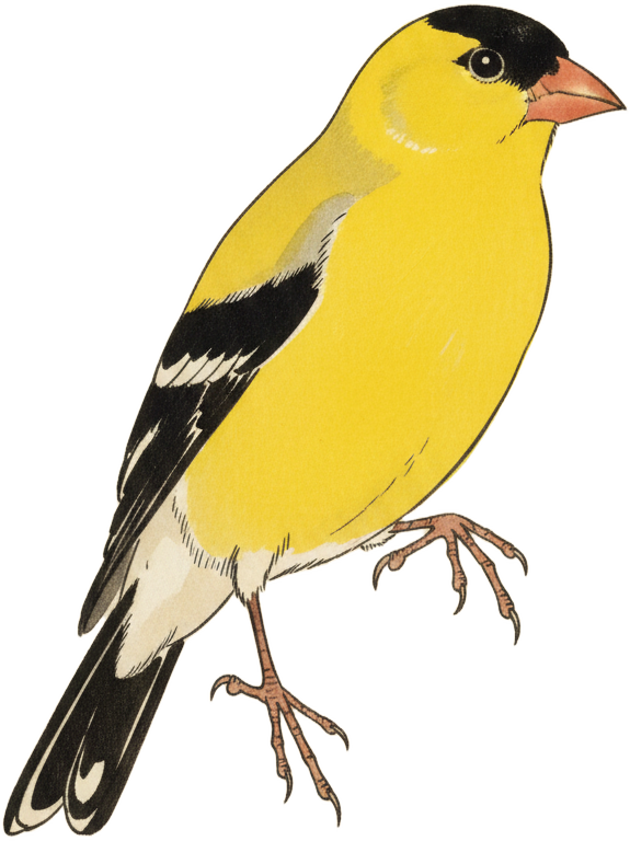 American Goldfinch