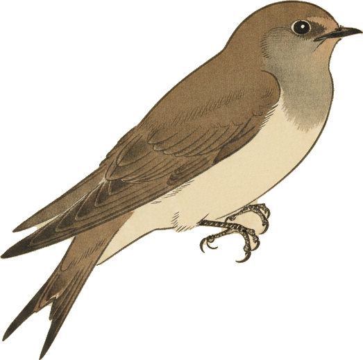 Northern Rough-winged Swallow