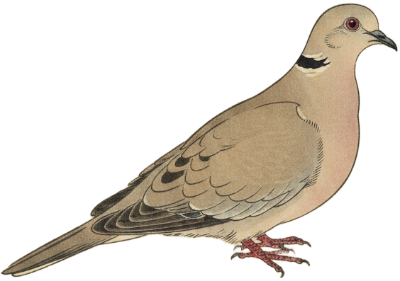 Eurasian Collared-Dove