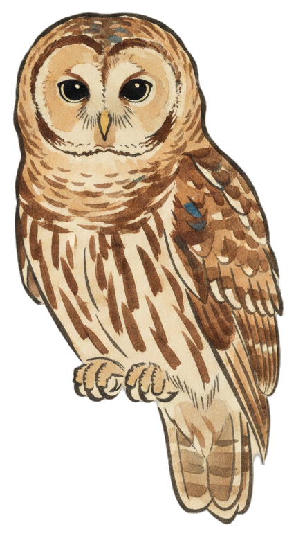 Barred Owl