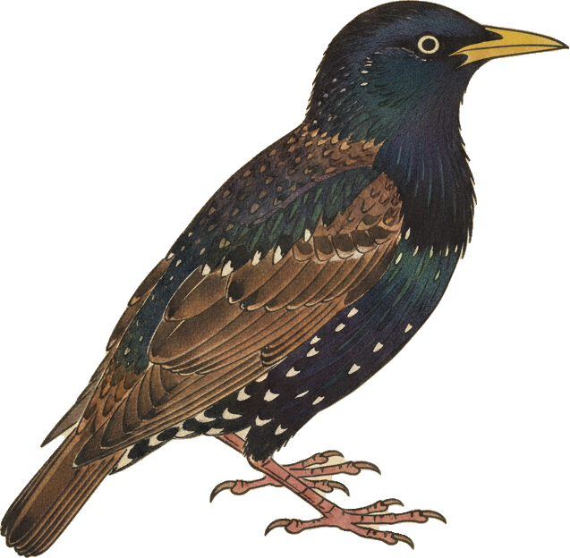 European Starling
