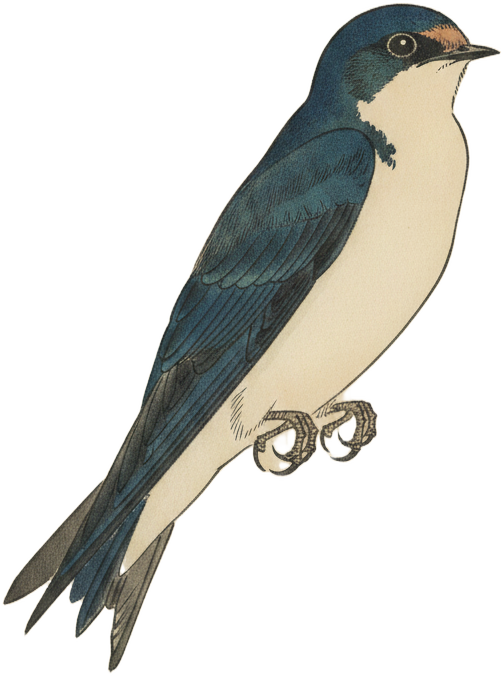Tree Swallow