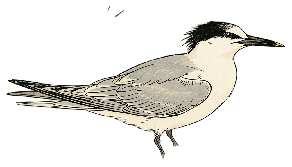 Sandwich Tern