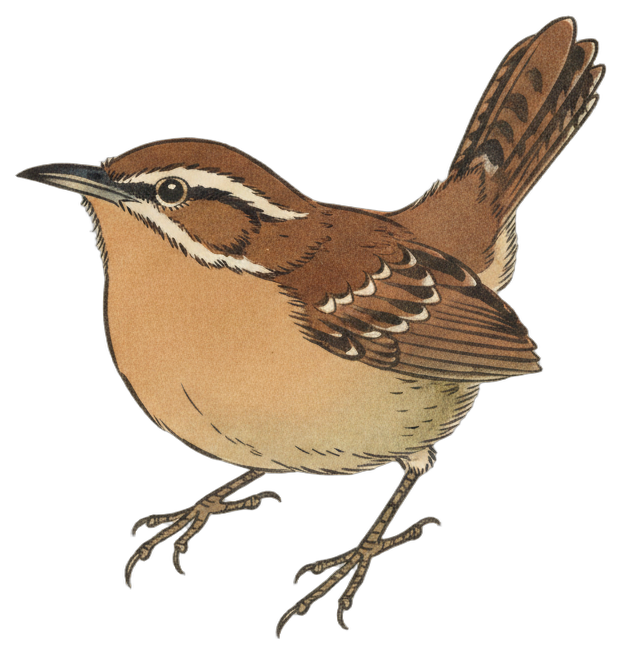 Carolina Wren
