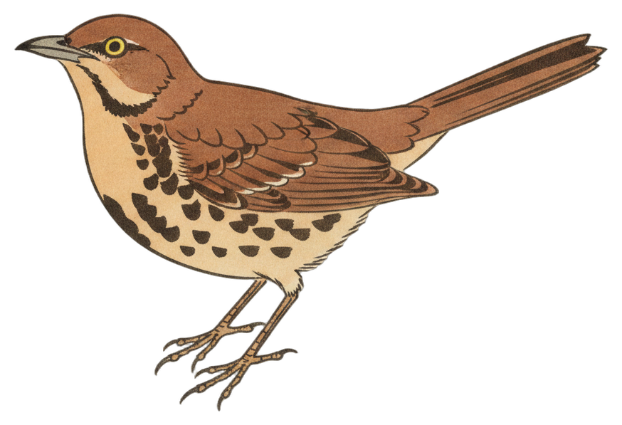 Brown Thrasher