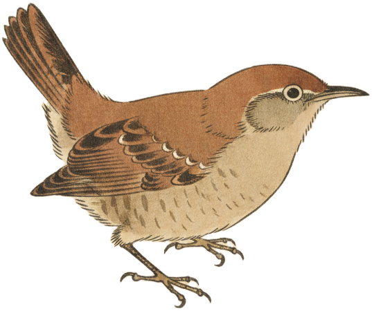 Northern House Wren