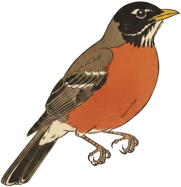 American Robin