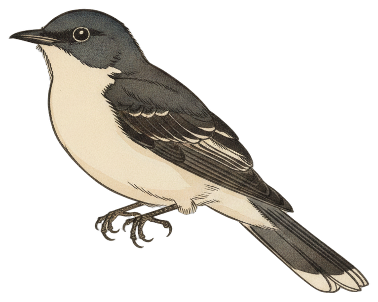 Eastern Kingbird