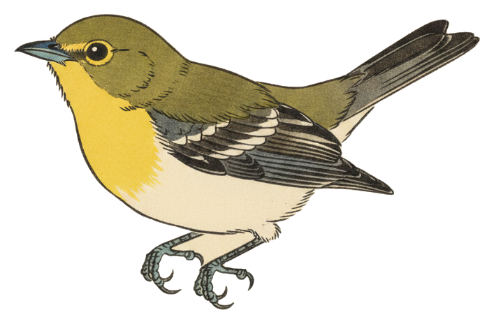 Yellow-throated Vireo