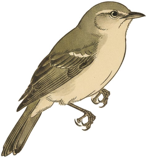 Warbling Vireo