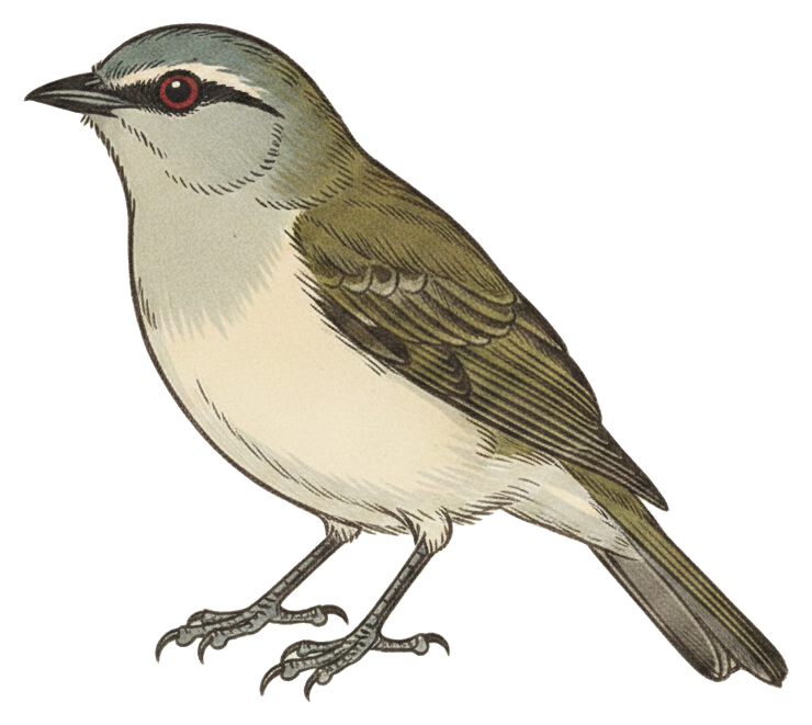 Red-eyed Vireo