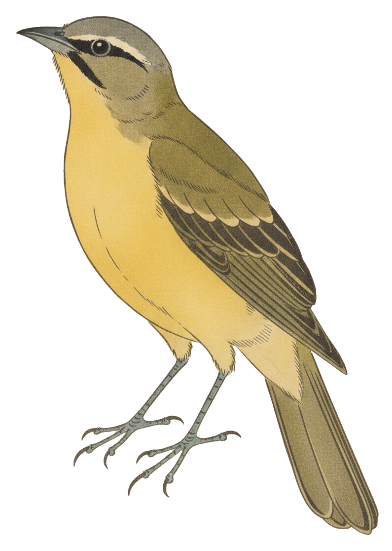 Philadelphia Vireo