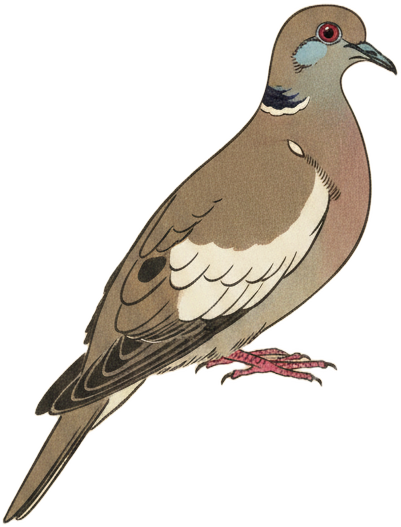 White-winged Dove