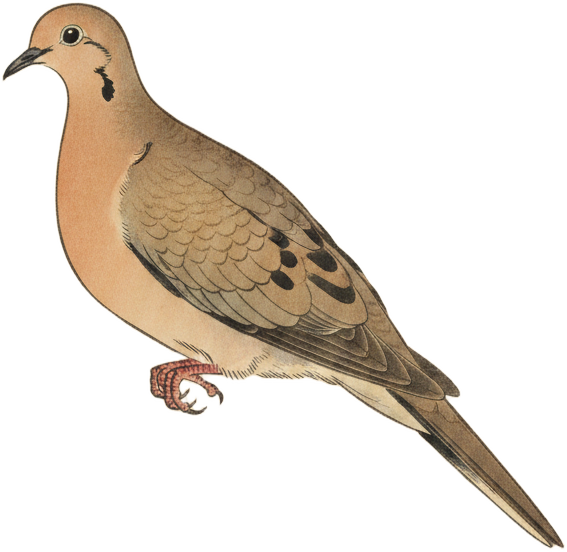 Mourning Dove