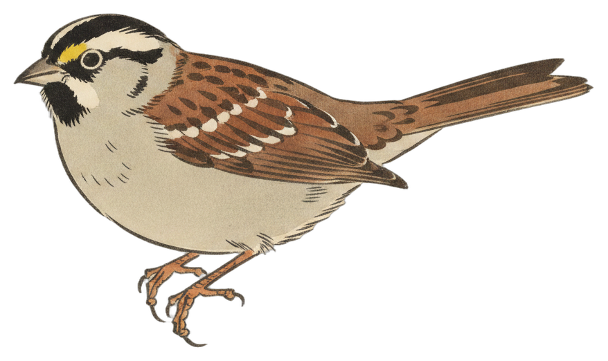 White-throated Sparrow